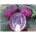 F1 round purple red  high mountain vegetable hybrid Chinese cabbage seeds